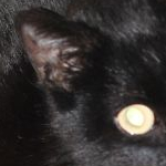 SYSOblanko@sr4011_-.